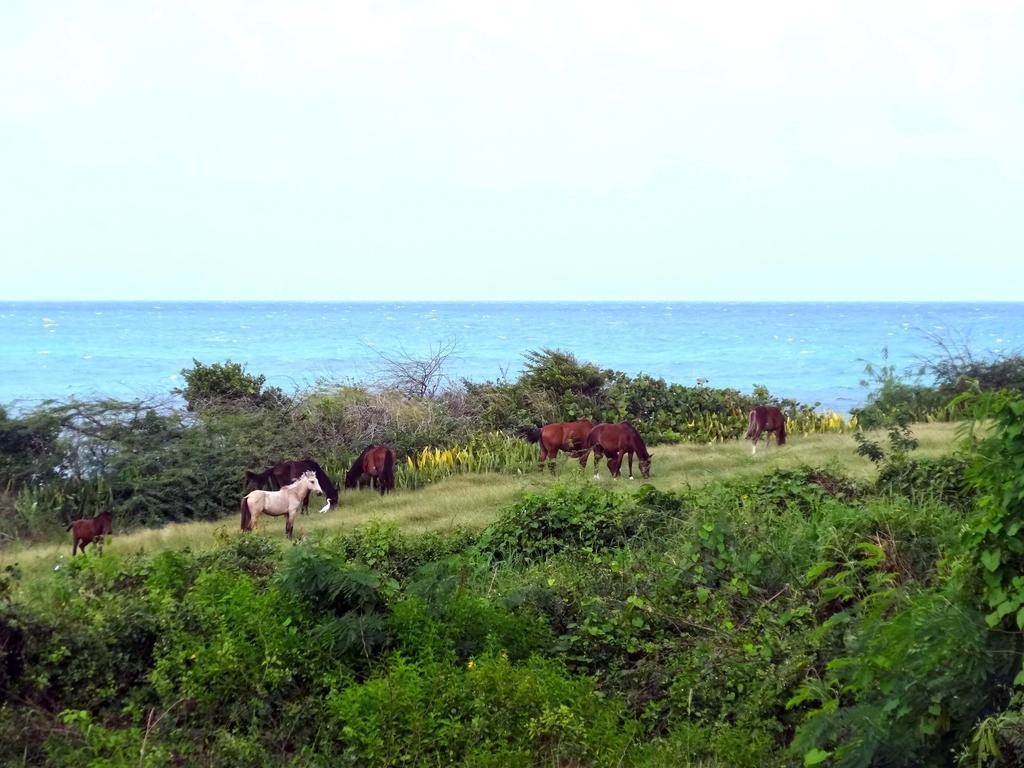 Tranquility By The Sea Villa Vieques Rom bilde